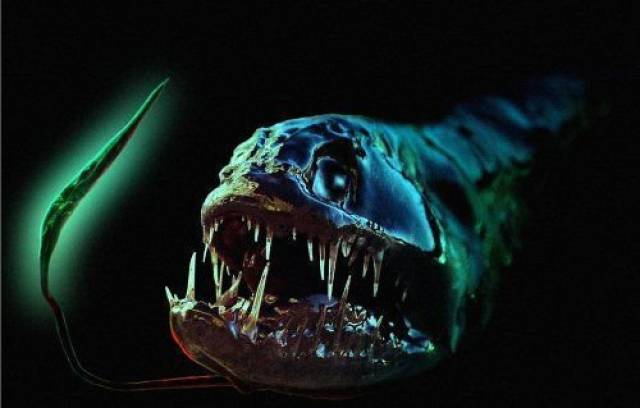 世界十大令人恐怖深海生物排行榜