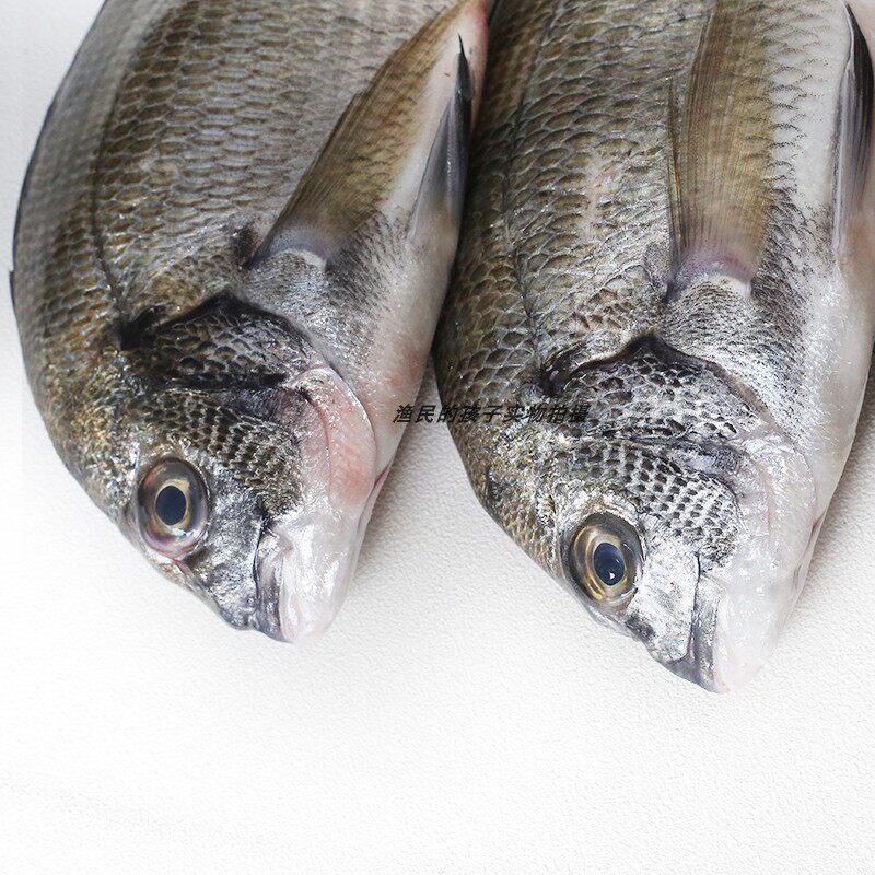 渔民孩子当天天海福建翅鱼新鲜赤鱼鲜活海鲫鱼其它