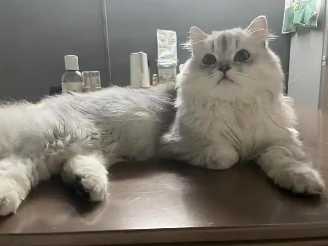 寻猫启事广州寻找长毛银渐层重金酬谢
