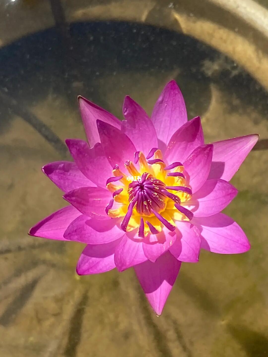 嘿种在废药罐里的鲁比睡莲