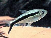 拐棍鱼图片_百度百科