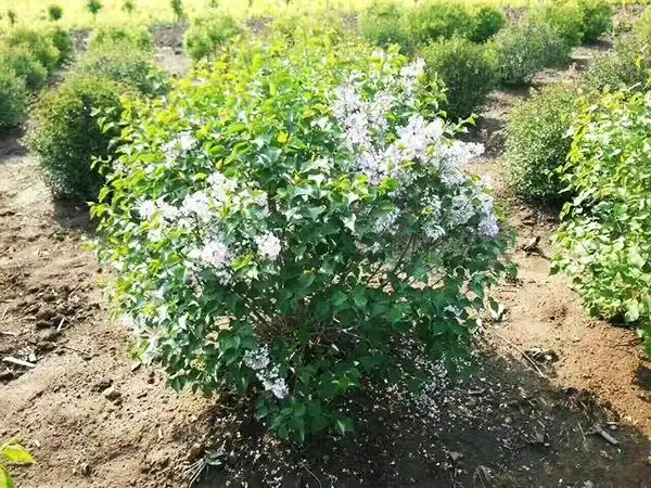 吉林暴马丁香种植基地