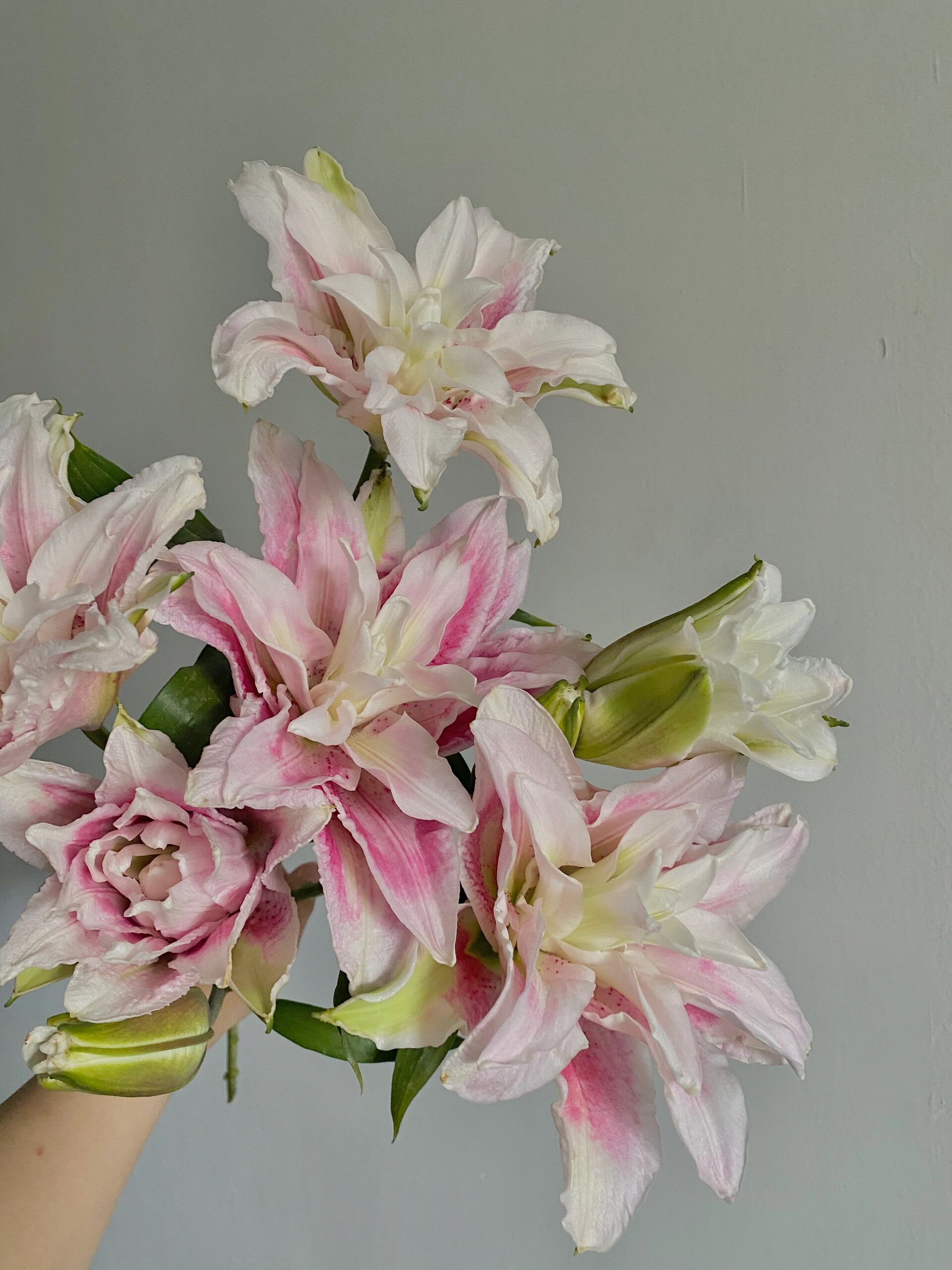 识花卡——重瓣百合伊莎贝拉