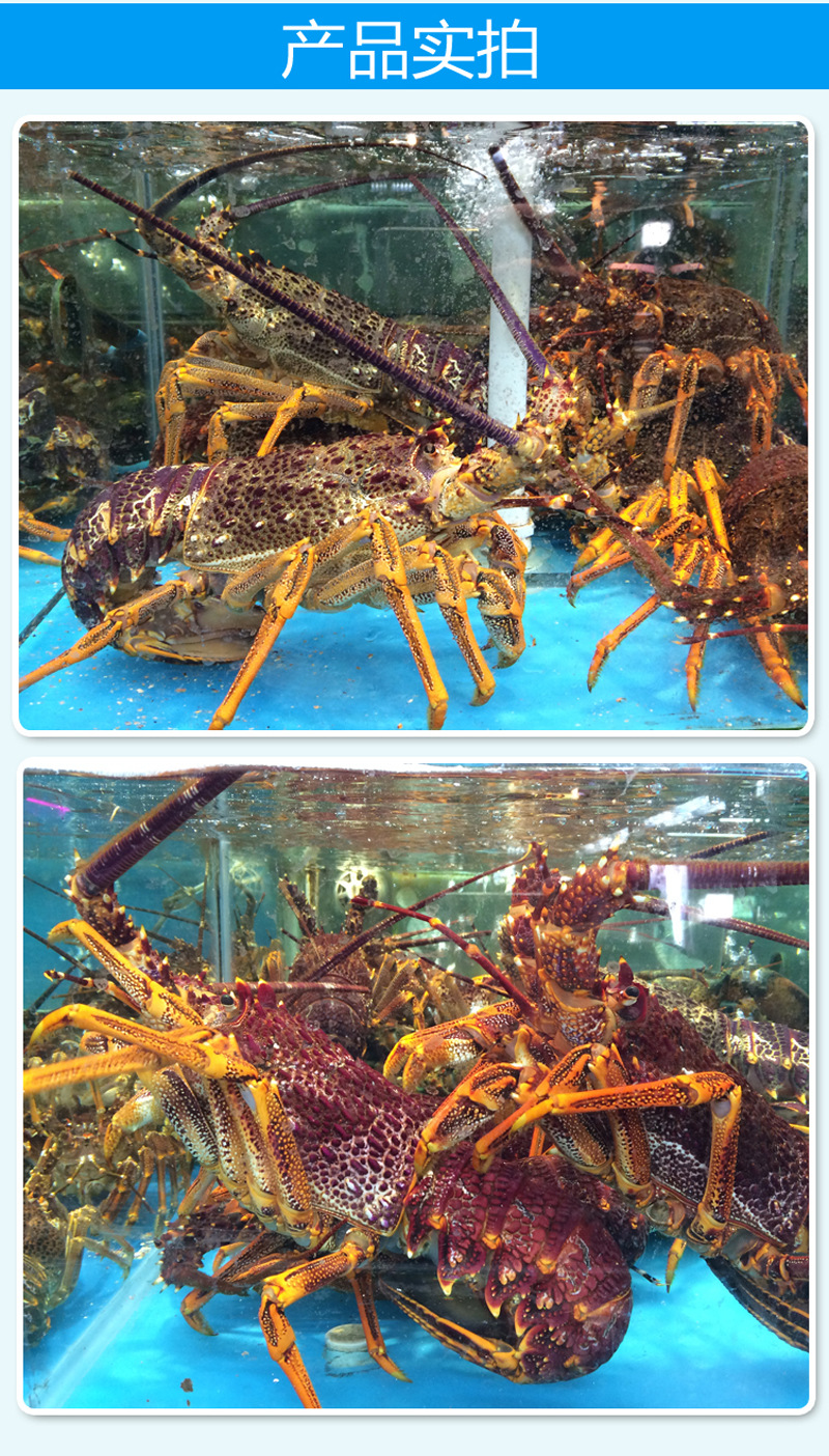 澳洲鲜活进口龙虾 澳龙 鲜活水产 优质澳龙大龙虾