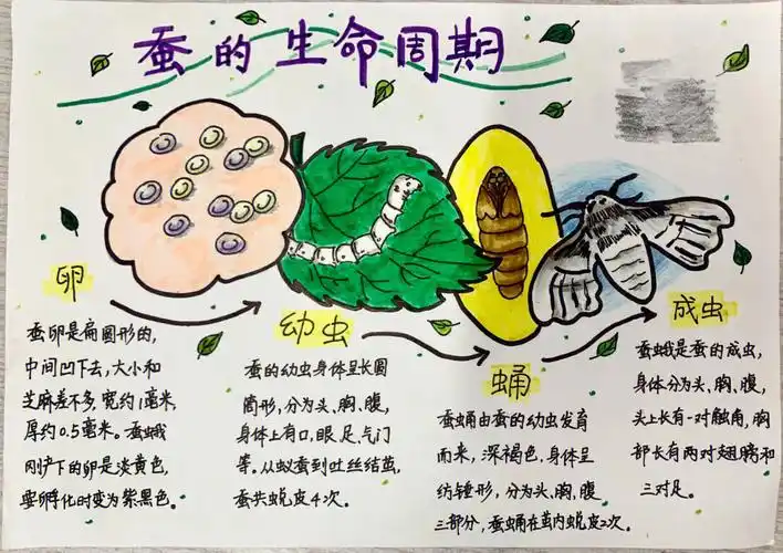 三年级蚕的一生小报