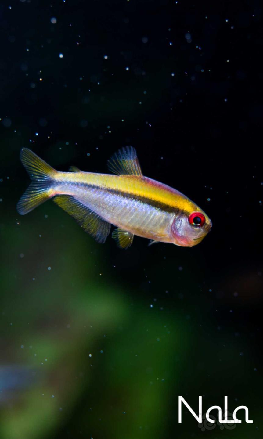 灯科鱼发烧级灯鱼