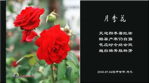 月季花语