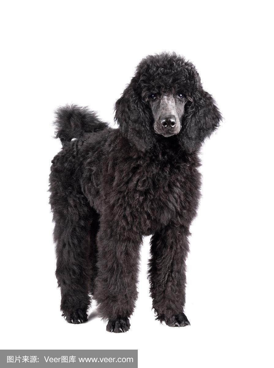 standart黑色贵宾犬