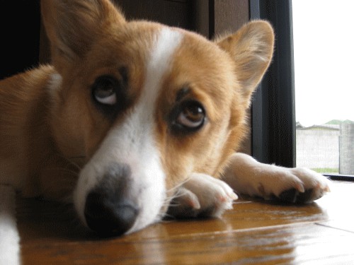 做错事就这个表情!狗狗的无辜眼大集合