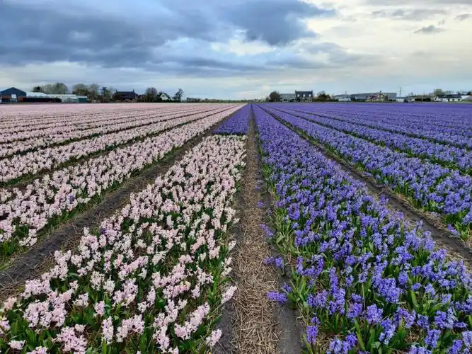 leiden郊区免费的风信子花圃 应该在三四五月份会看到一片一片的花海