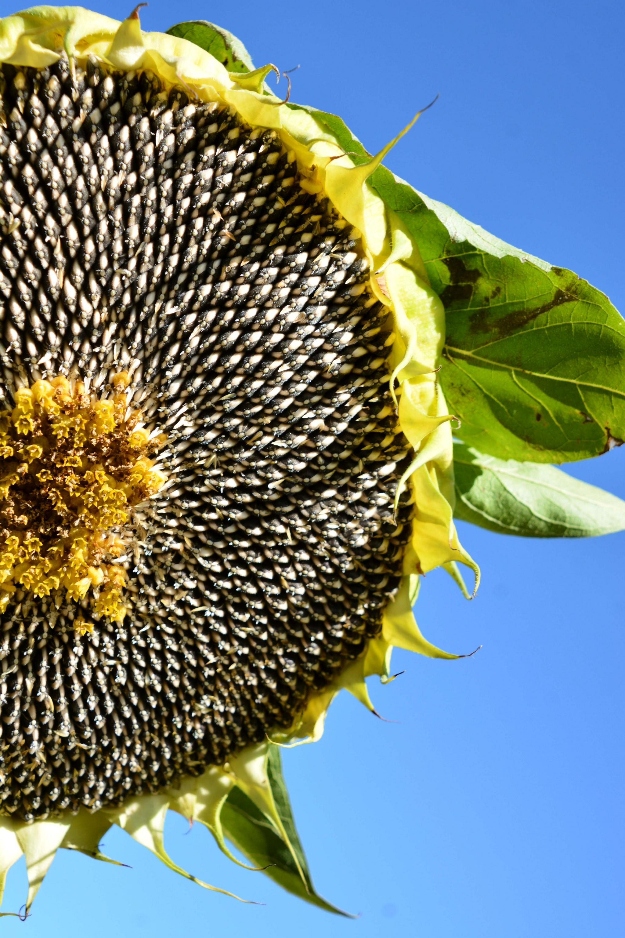 成熟的向日葵,原创拍摄|原创|拍摄|向日葵_新浪新闻