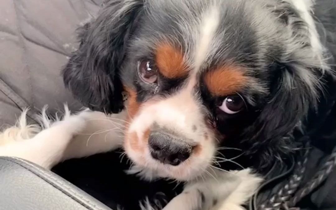 仇恨的眼神看着你你怕不怕这只狗狗不简单查尔斯王子犬萌宠vlog