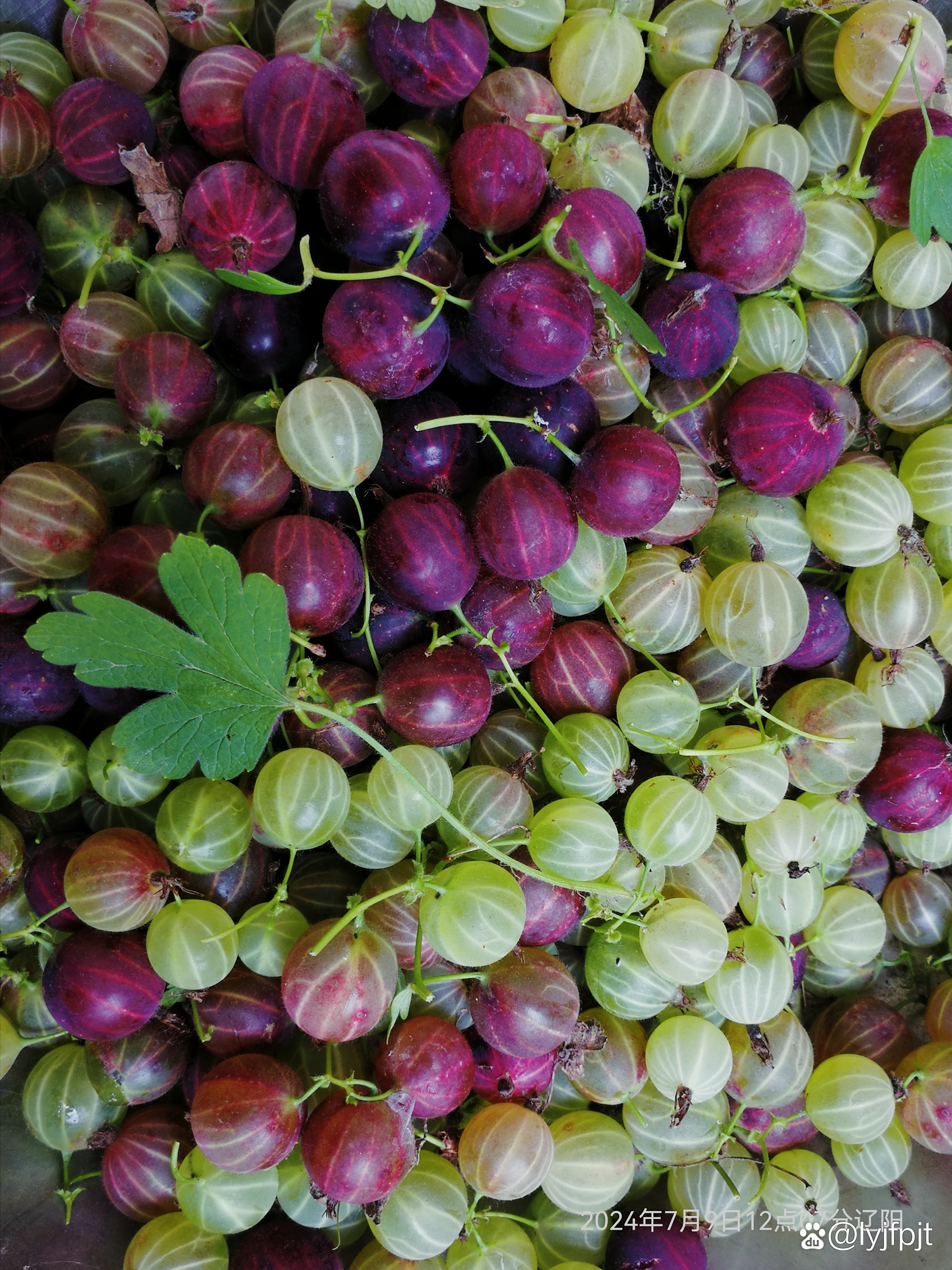 这是东北的灯笼果,现在市场上几乎是看不到的,但在上世纪八十年代前这