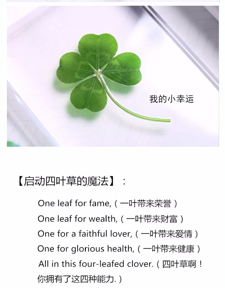 小米mi生态米家同款野生幸运四叶草植物标本趣味微景观绿色创意圣诞