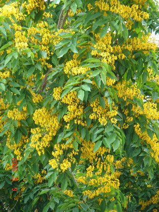 将印度紫檀的木材剖开,会流出紫色汁液,故名印度紫檀,在四月经郴破