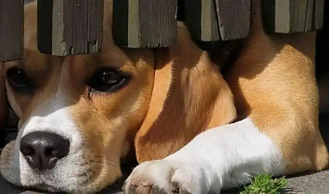 狗狗胆小怎么训练(狗狗胆小是天生的吗)_大全-幸福起航