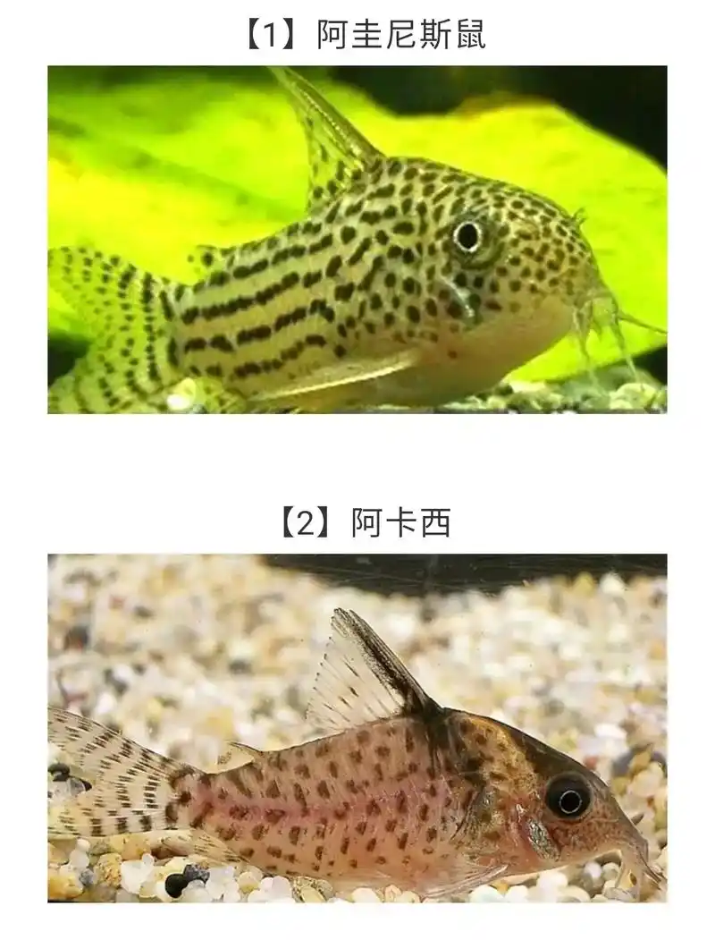 鼠鱼集锦……待续!#观赏鱼 #神奇动物在抖音 #海底世界  - 抖音