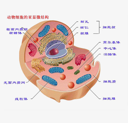 被誉为"沙漠之舟"的骆驼,仙人掌,断肠草都是它的食物