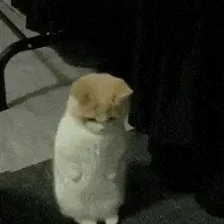 沙雕表情 | 猫子狗子动态沙雕表情包-04