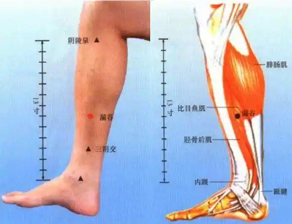 小腿是人体第二心脏声音嘶哑,切块雪梨含化口中少吃高甜度,高蛋白