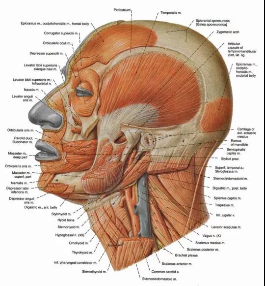 人类的面部肌肉群 图源:pinterest