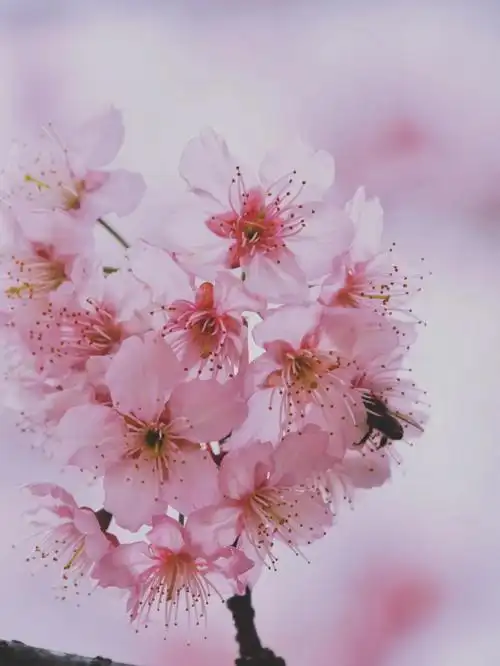 植物之美粉色樱花梦