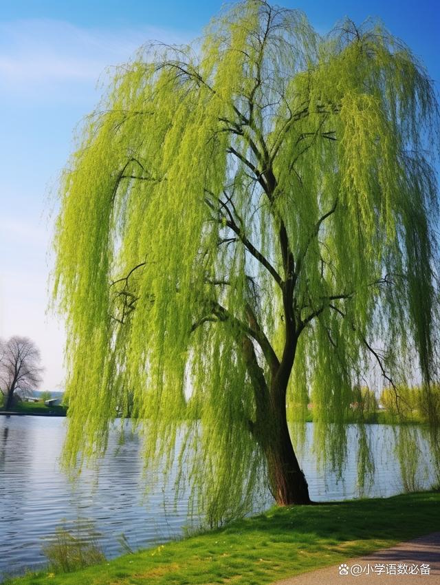 柳树的魅力:从诗意到实用的多功能之树