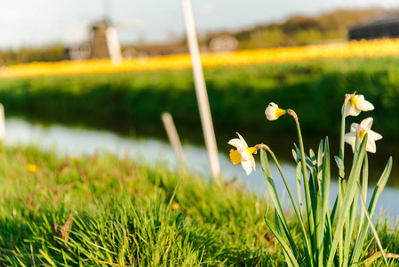 盛开的水仙花盛开美丽的鲜花水仙花开在乡村的河边照片