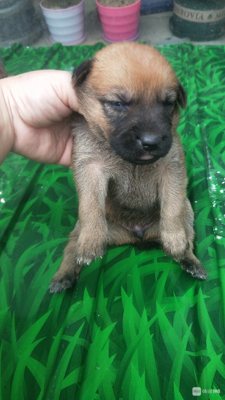 刚出生的小狼狗,公母都