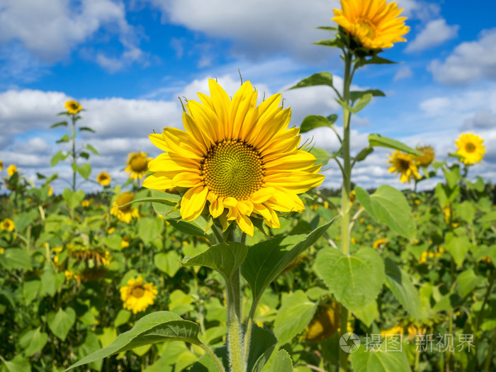 领域的向日葵在阳光明媚的一天