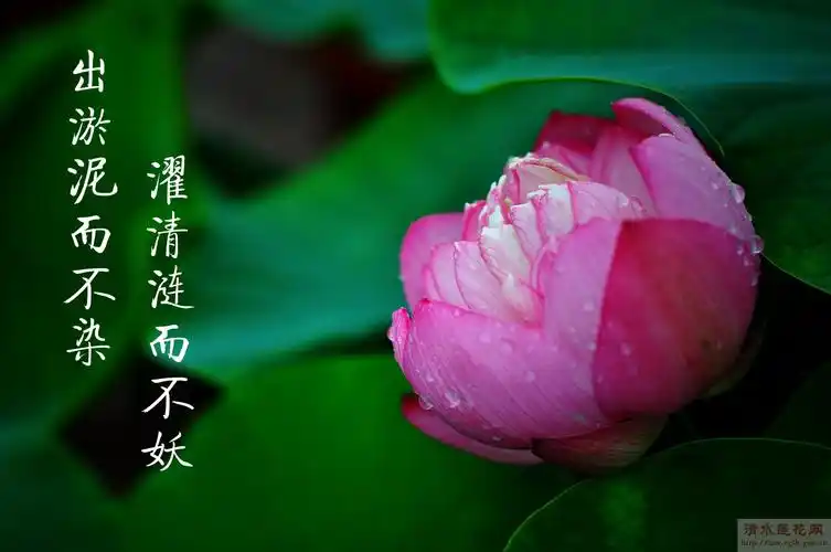 出淤泥而不染濯清涟而不妖