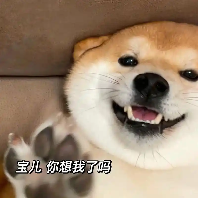 柴宝儿想你啦～ #狗狗头像 #柴犬头像 #表情包 - 抖音