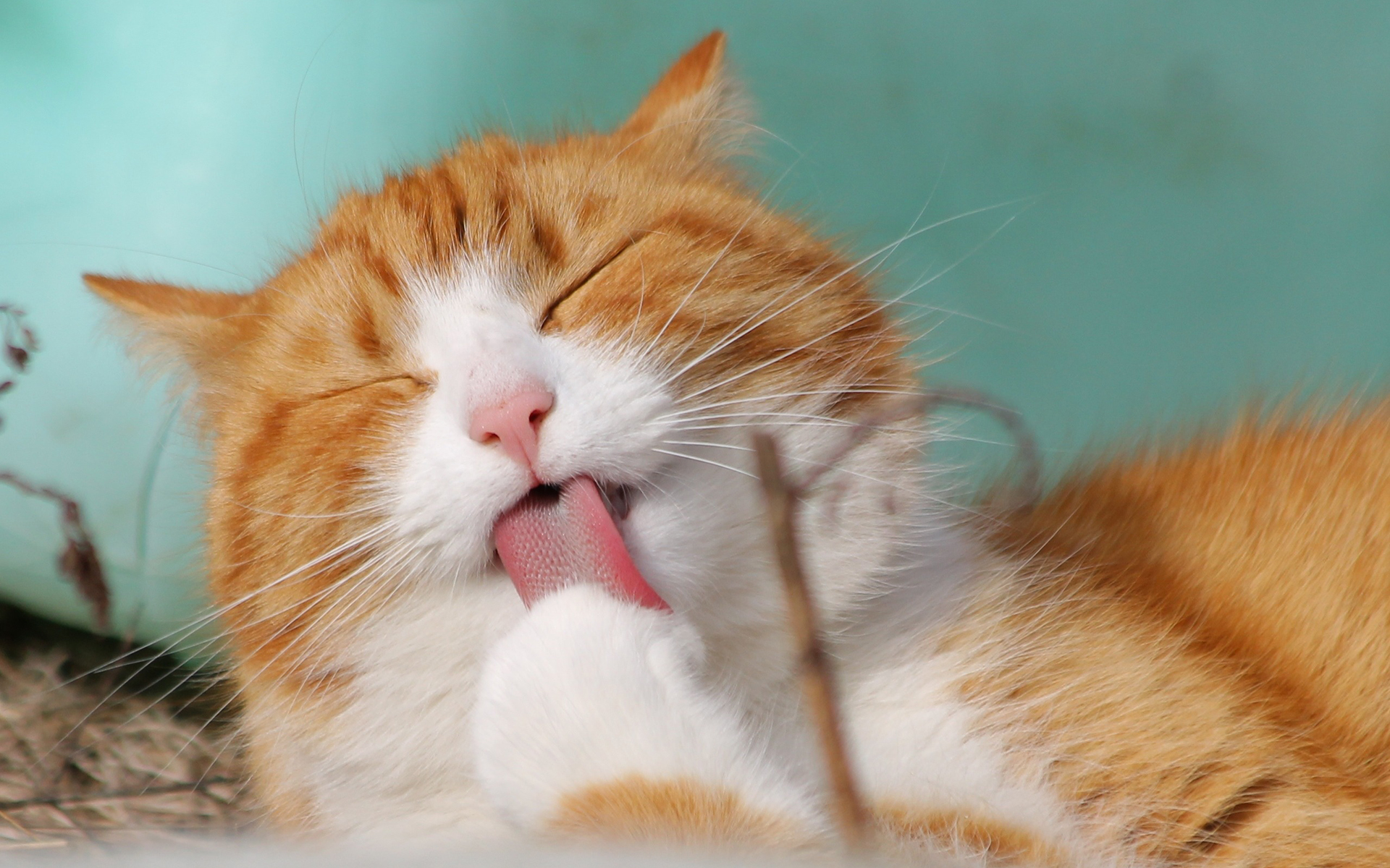 可爱橘猫高清桌面壁纸