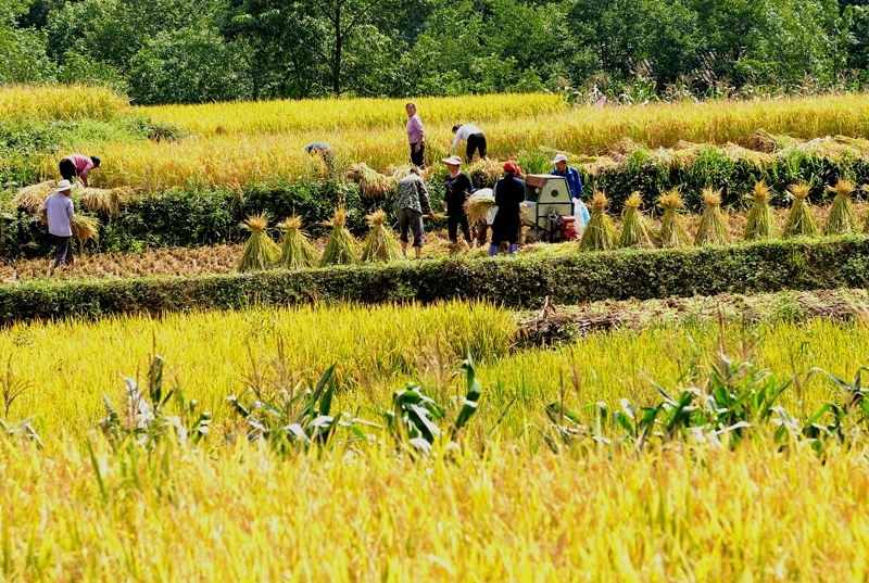 焦点  连日来,当地农民抢抓晴好天气,忙着在金色的稻田里收割稻谷