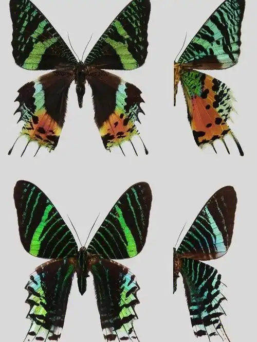 (drury,1773)(后简称为马岛金燕蛾),也就是通常被称为日落蛾的种类