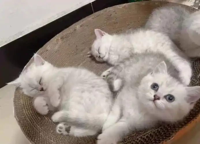 499广西一窝家养英短银渐层