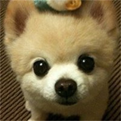 小狗图片可爱头像呆萌小狗超萌图片可爱高清