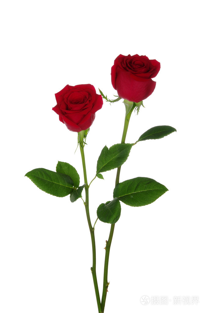 两个红玫瑰
