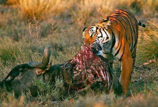 世界上最大的蟒蛇对上老虎会有几分胜算