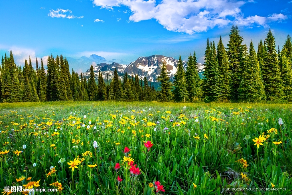 雪山下的鲜花草地