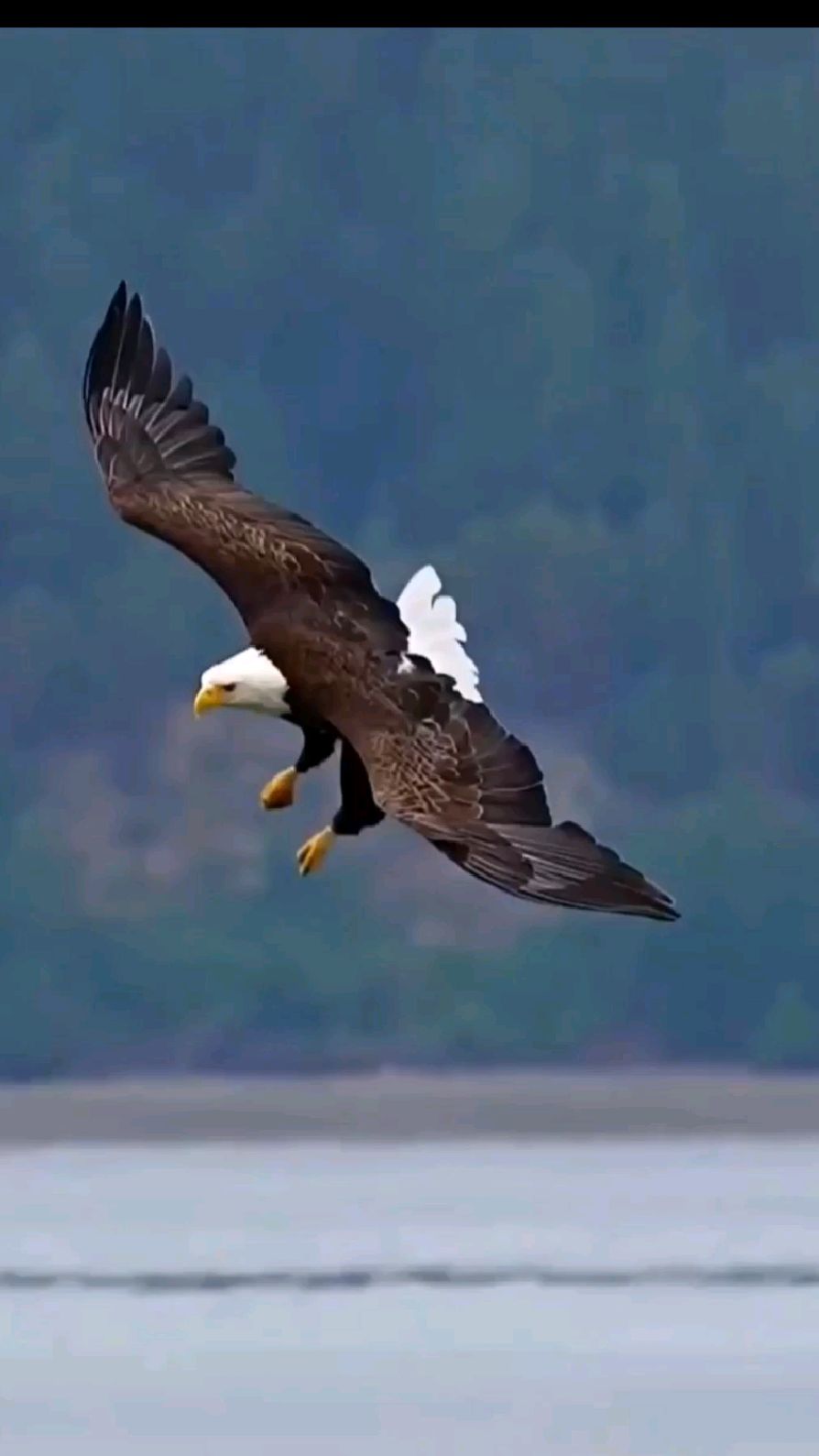 七律·咏鹰 文/苍狼 神鹰向往白云边,万里群峰上九天.