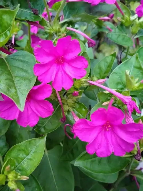 粉豆花儿94开……96969696 - 美篇