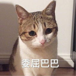 萌宠gif喵星人gif委屈巴巴gif难受gif呆萌gif可爱gif