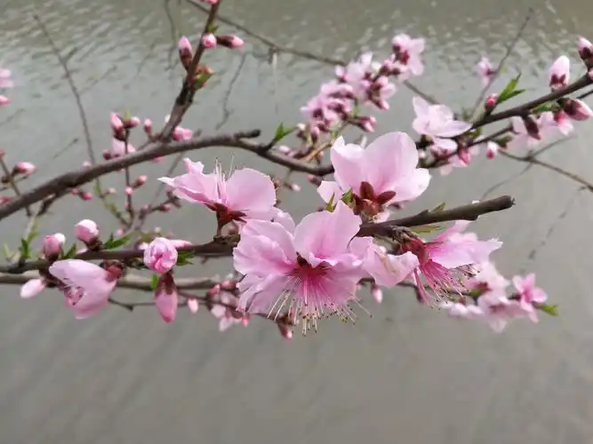 其它 桃花依旧笑春风 写美篇我家小区河岸边的桃树也开花了.
