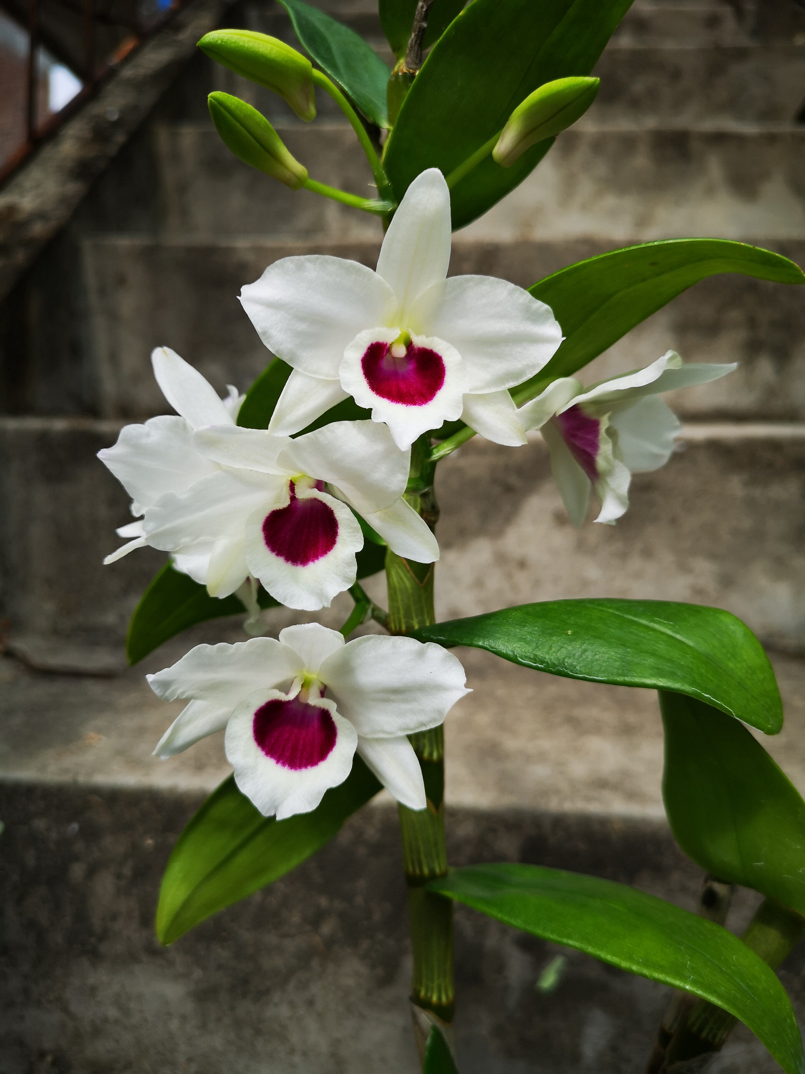 fujiyama sami alba白富士山春石斛兰花香番茄雅韵堂——番茄 雅韵堂