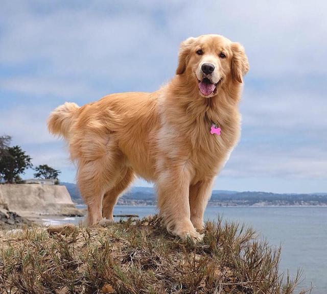 见过大世面,称霸时尚届,如此金毛犬…… 画面太美,心潮澎湃