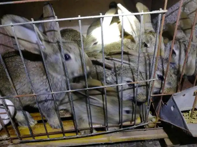 杂交野兔苗怎么饲养哪里有卖种兔的多少钱一只