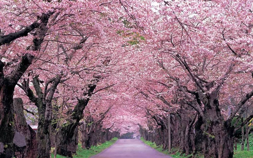听歌向樱花樱花想见你日本唯美街景