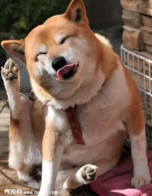 秋田犬喂什么狗粮,好养吗?