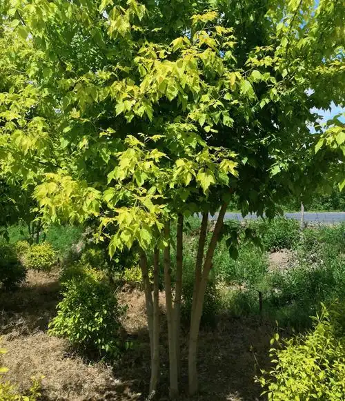 金叶复叶槭树丛生金叶复叶槭大树金叶复叶槭小苗 - 美篇